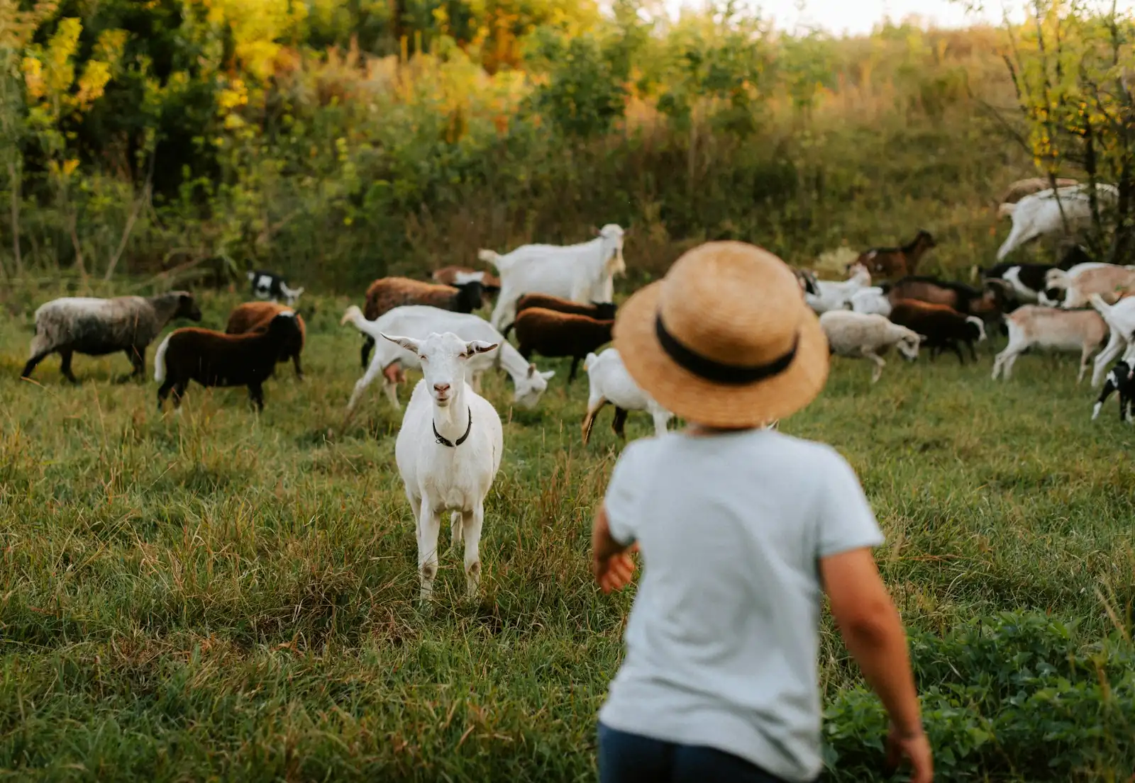 A child in a straw hat looking at a herd of goats