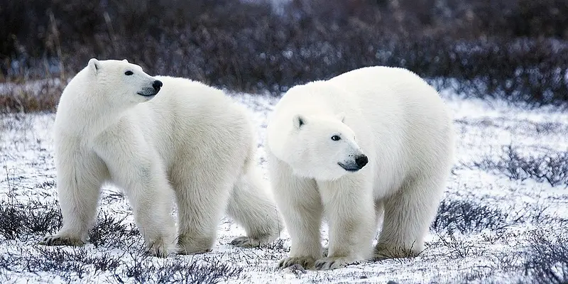 Crafternoon: Polar Bear Paintings