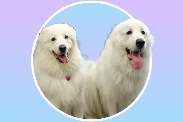 Kids Read to Dogs