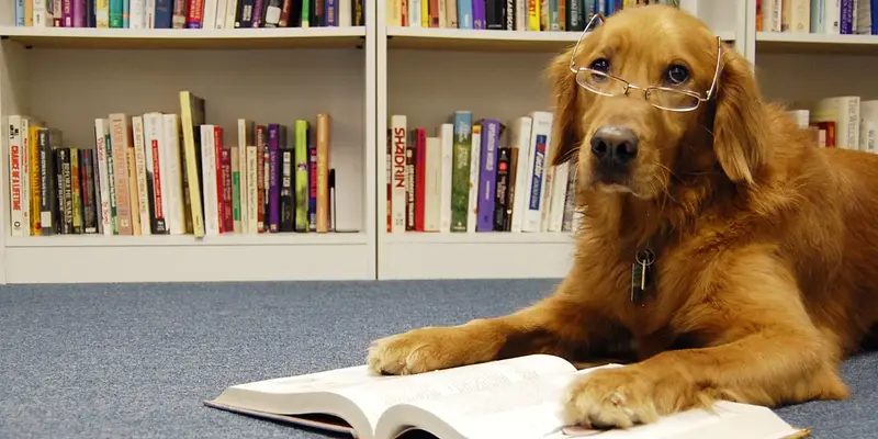 Read with the Dogs