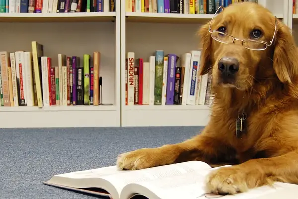 Read with the Dogs