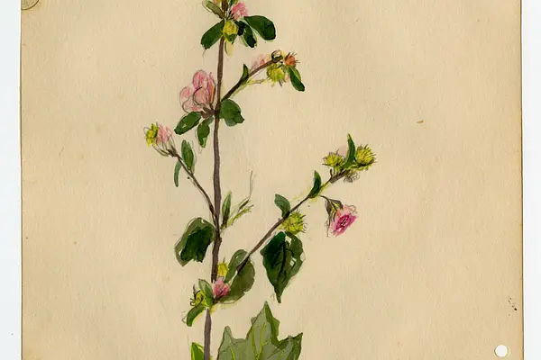 Where Wildflowers Grow: Watercolors of Sarasota’s Past at Frances T. Bourne Jacaranda Library