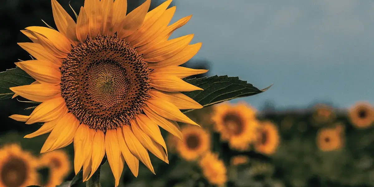 Homeschooling in Kansas