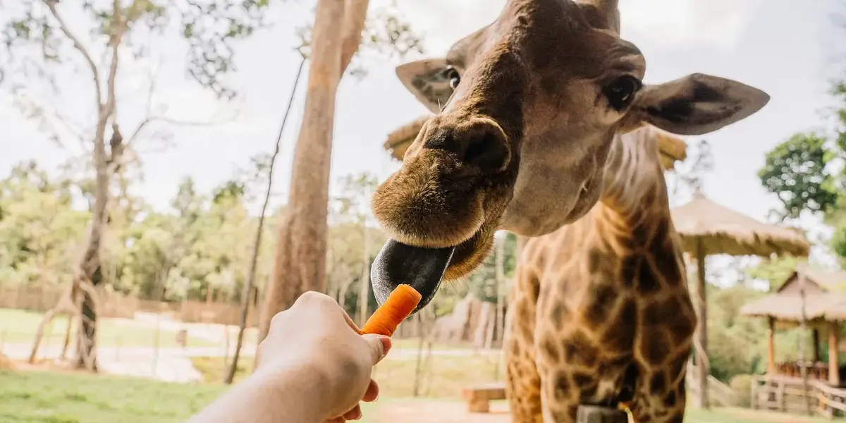A close-up of a giraffe being fed a carrot by a visitor at the zoo. The giraffe's long neck and spots are visible.