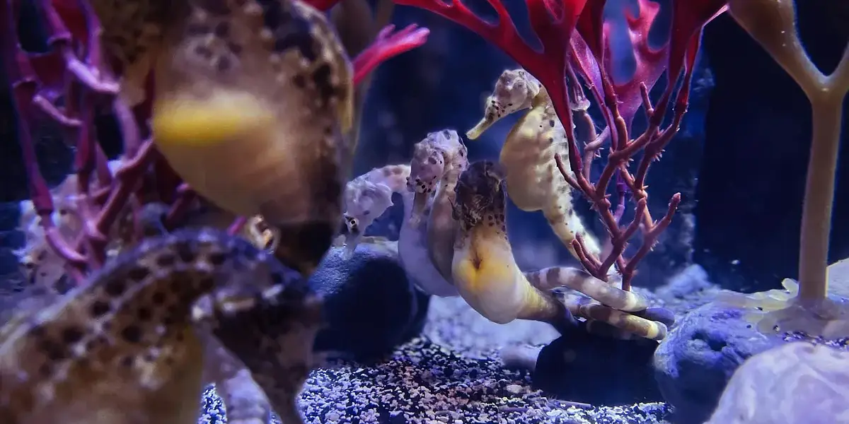 Best homeschool field trips at the Florida Aquarium.