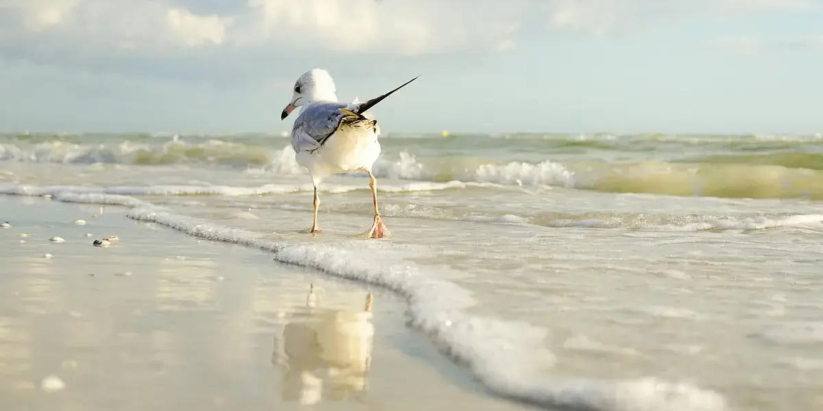 A serene image of a seagull walking along the tranquil Avon Park beach, with waves gently lapping at the shore.