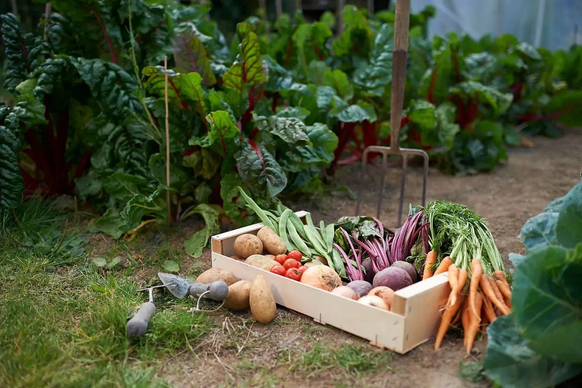 Organic Gardening in SWFL 101 