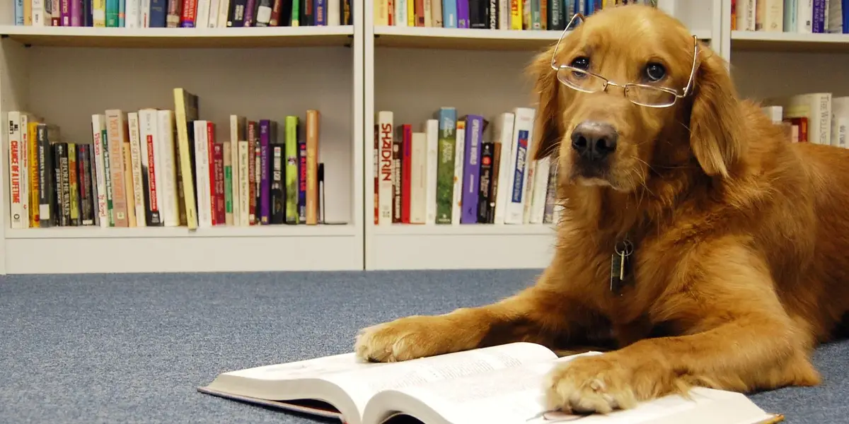 Read with the Dogs