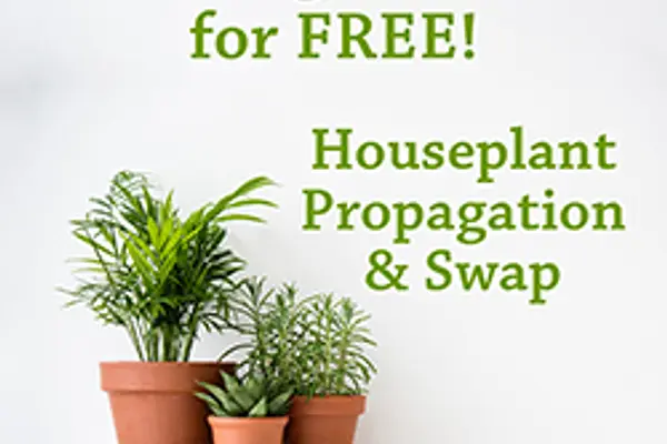 Going Green for Free! Houseplant Propagation & Swap