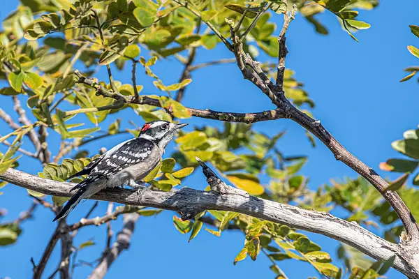 Birding in the Garden