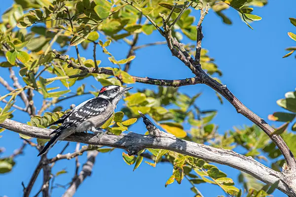 Birding in the Garden at Naples Botanical Garden
