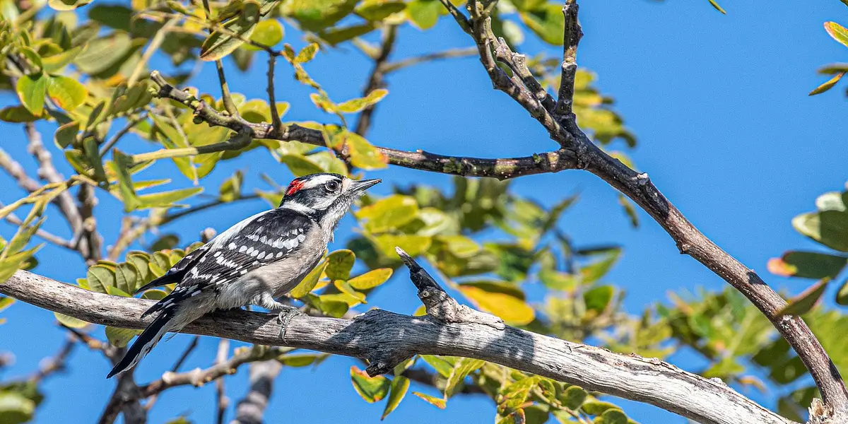 Birding in the Garden
