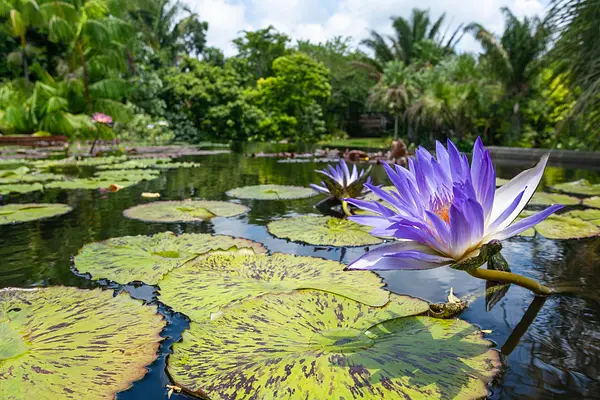 Walk Among the Waterlilies