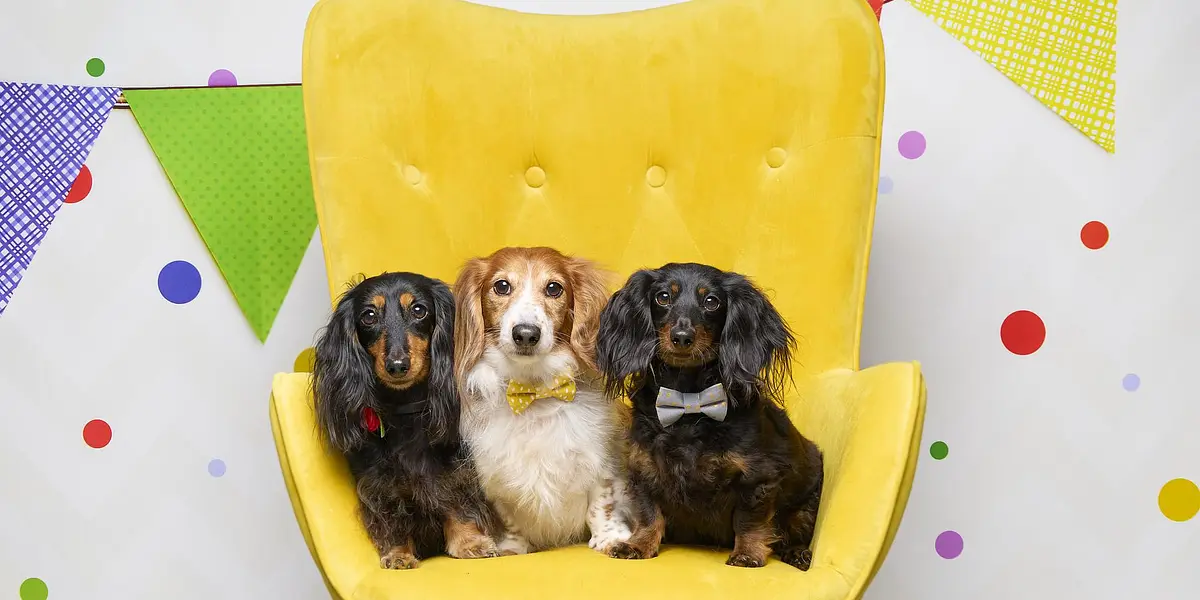 Read to a Therapy Dog