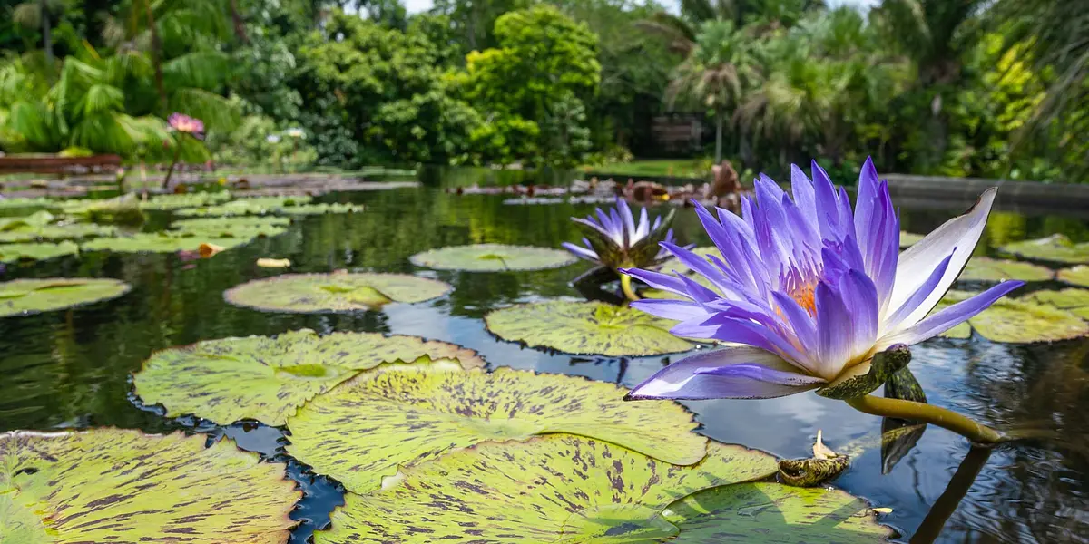 Walk Among the Waterlilies