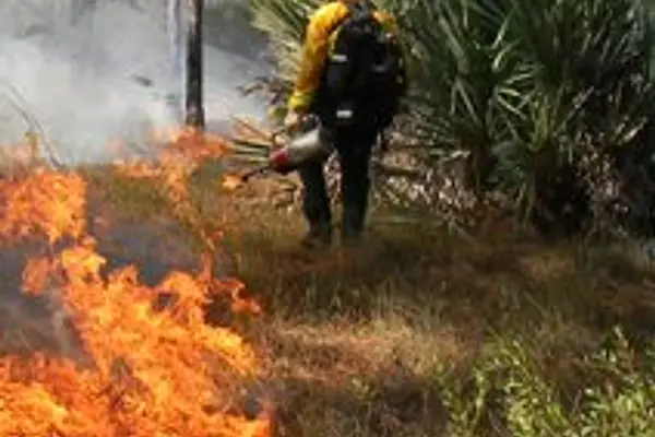 Prescribed Fires and Forest Management