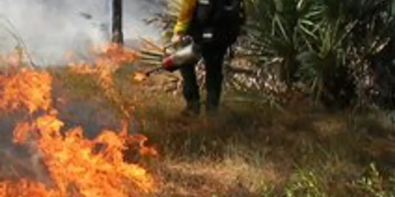 Prescribed Fires and Forest Management
