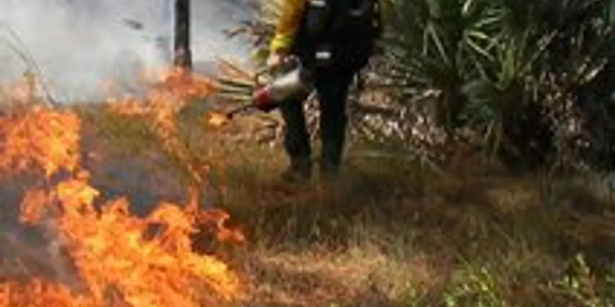 Prescribed Fires and Forest Management