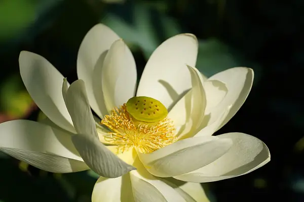 Sound Meditation in the Garden at Naples Botanical Garden
