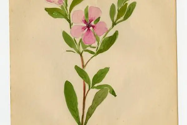 Where Wildflowers Grow: Watercoloring Sarasota’s Past at William H. Jervey Jr. Venice Library