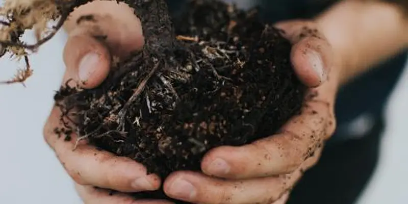 Master Gardener Plant Clinic