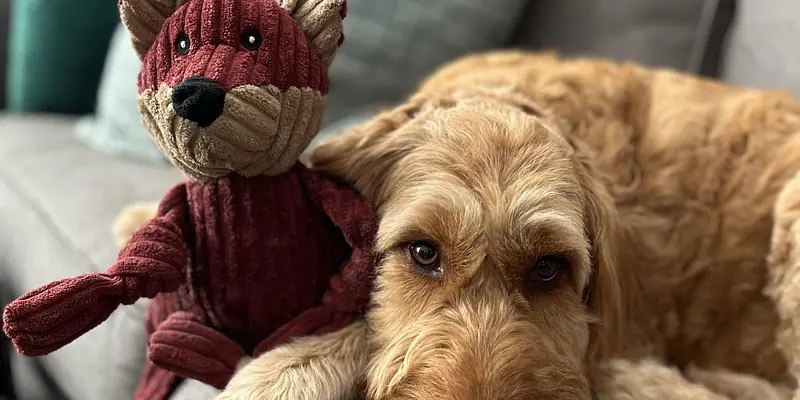 Reading with Riley the Dog