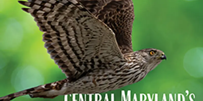 Central Maryland's Birds of Prey