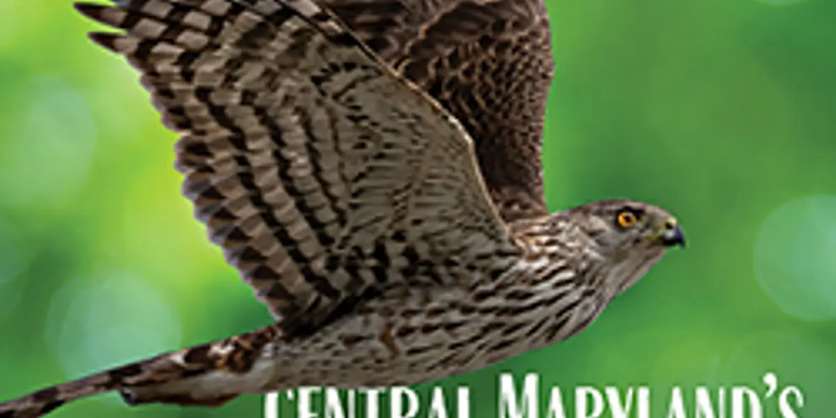 Central Maryland's Birds of Prey