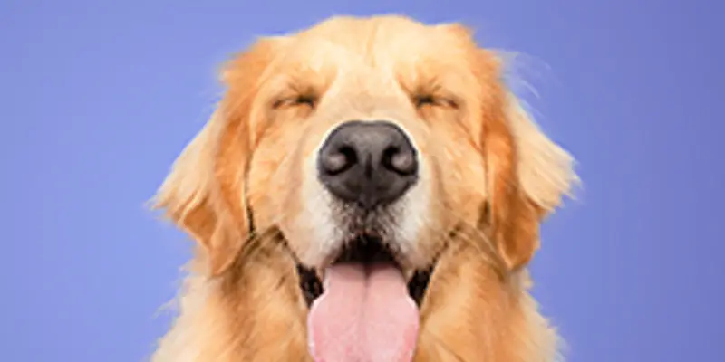 Pause for Paws: Therapy Animals for Adults & Seniors