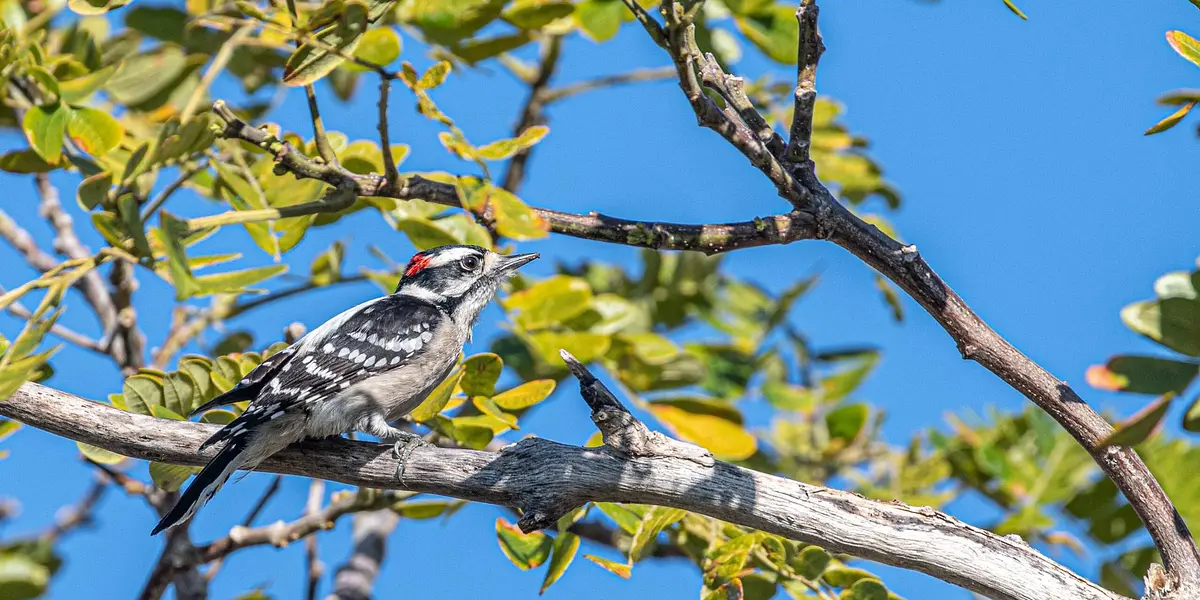 Birding in the Garden