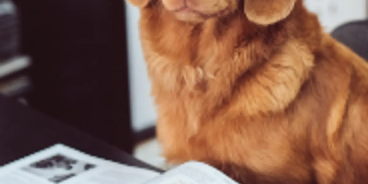 Read with the Dogs